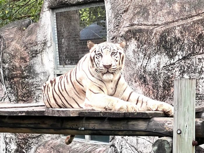 陪伴高雄14載，壽山動物園高齡明星白老虎「昭海」圓滿謝幕